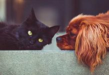 Francia prohíbe venta de perros y gatos en tiendas de animales a partir de 2024 Francia prohibirá la venta de perros y gatos para el 2024