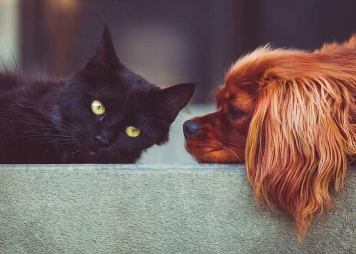 Francia prohibirá la venta de perros y gatos para el 2024