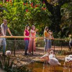Brasil: Una pareja de jaguares invaden zoológico y matan a 172 flamencos Brasil: Una pareja de jaguares invaden zoológico y matan a 172 flamencos