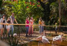 Brasil: Una pareja de jaguares invaden zoológico y matan a 172 flamencos Brasil: Una pareja de jaguares invaden zoológico y matan a 172 flamencos