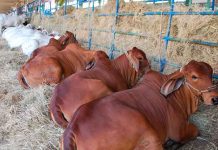 Exportaciones del sector ganadero de NIcaragua en aumento