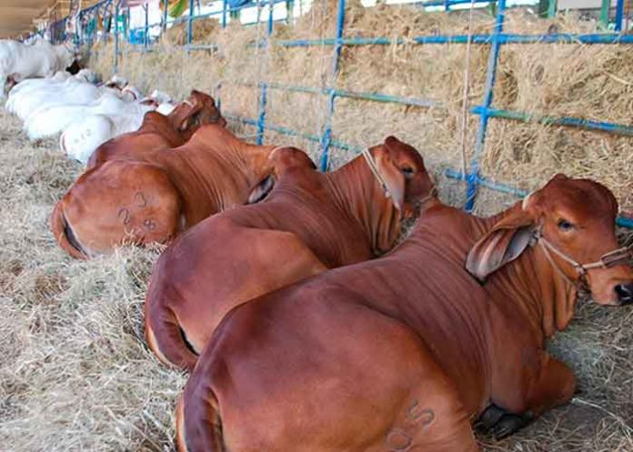 Exportaciones del sector ganadero de NIcaragua en aumento