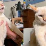 Insólito: Gato es criado con perros y aprende a ladrar Insólito en TikTok: Gato es criado con perros y aprende a ladrar