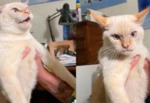 Insólito: Gato es criado con perros y aprende a ladrar Insólito en TikTok: Gato es criado con perros y aprende a ladrar