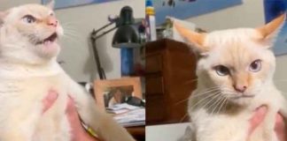 Insólito en TikTok: Gato es criado con perros y aprende a ladrar