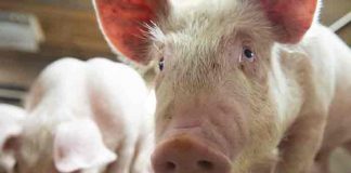 Granja alemana sacrificará 4.000 cerdos por gripe porcina
