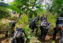 Policía de Tegucigalpa da con más de 87 arbustos de coca En Tegucigalpa ubican más de 87 arbustos de coca