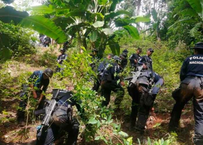 honduras-001 En Tegucigalpa ubican más de 87 arbustos de coca