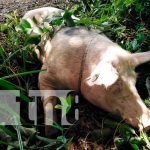 Bluefields ya cuenta con un centro de inseminación para cerdas