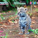 BECO y MARENA rescatan un jaguar en Mulukukú Rescatan jaguar en Mulukukú