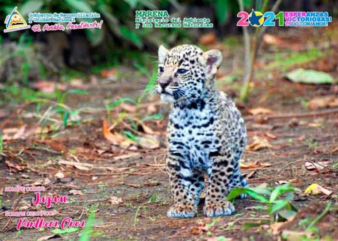 Rescatan jaguar en Mulukukú