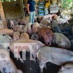 100 bonos de cerdas fueron entregados por el INTA en Jinotega Bonos de cerdas entregados en Jinotega