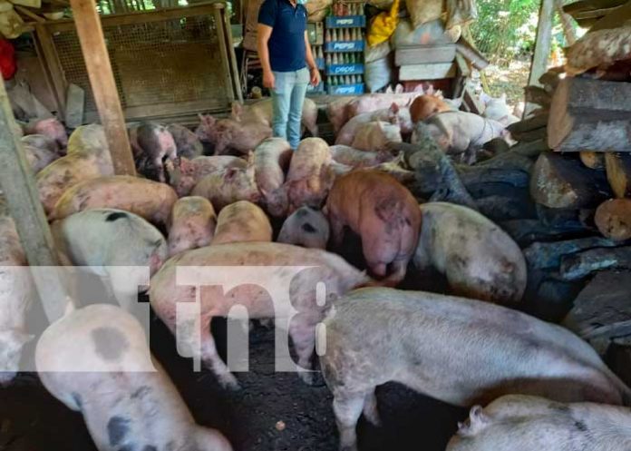 jinotega-001 Bonos de cerdas entregados en Jinotega