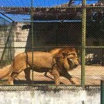 Sacrifican a león que escapó de su jaula y mató a su cuidador, Guatemala