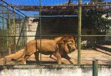 Sacrifican a león que escapó de su jaula y mató a su cuidador, Guatemala