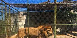 Sacrifican a león que escapó de su jaula y mató a su cuidador, Guatemala