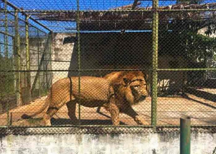 Sacrifican a león que escapó de su jaula y mató a su cuidador, Guatemala
