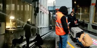 Pura telenovela: Tras 20 días, rescatan a perro en el metro de CDMX, México