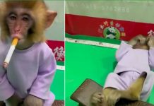 Video de un mono ‘fumón’ indigna a las redes sociales Video de un mono 'fumón' indigna a las redes sociales