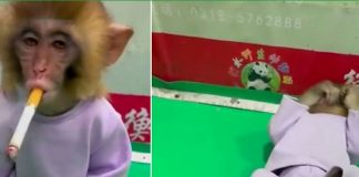 Video de un mono 'fumón' indigna a las redes sociales