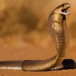 Operan a turista mordido en los genitales por una serpiente en Sudáfrica Operan a turista mordido en los genitales por una serpiente en Sudáfrica
