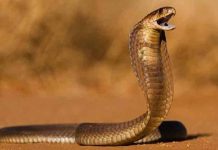 Operan a turista mordido en los genitales por una serpiente en Sudáfrica Operan a turista mordido en los genitales por una serpiente en Sudáfrica