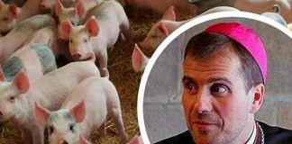 Obispo que colgó la sotana por amor, ahora vende semen de cerdo