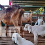 Exposición del INTA sobre ovinos y caprinos en Nicaragua