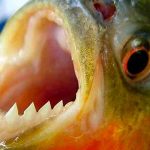 Un ataque de peces palometas en Argentina deja más de 30 heridos Un ataque de peces palometas en Argentina deja más de 30 heridos