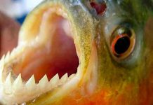 Un ataque de peces palometas en Argentina deja más de 30 heridos Un ataque de peces palometas en Argentina deja más de 30 heridos