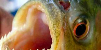 Un ataque de peces palometas en Argentina deja más de 30 heridos