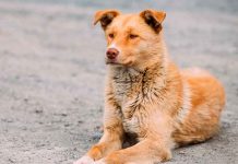 Bebé recién nacido muerto por un perro callejero adoptado por su familia Bebé recién nacido muerto por un perro callejero adoptado por su familia