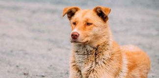 Bebé recién nacido muerto por un perro callejero adoptado por su familia