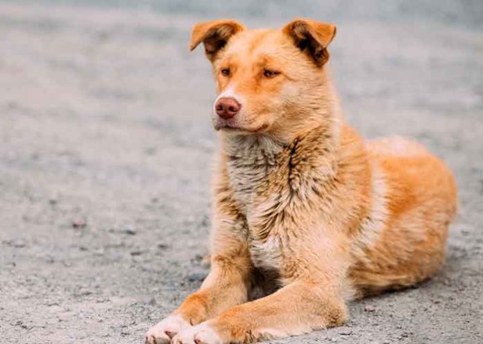 Bebé recién nacido muerto por un perro callejero adoptado por su familia