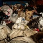 Rescatan a 53 perritos que eran transportados a matadero en Indonesia Rescatan a 53 perritos que eran transportados a matadero en Indonesia