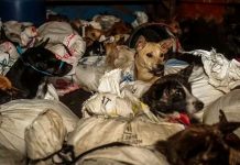 Rescatan a 53 perritos que eran transportados a matadero en Indonesia