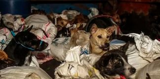 Rescatan a 53 perritos que eran transportados a matadero en Indonesia
