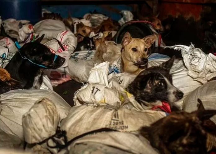 Rescatan a 53 perritos que eran transportados a matadero en Indonesia