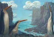 Destacan hallazgo de nueva especie de pingüino en Nueva Zelanda