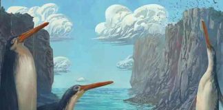 Destacan hallazgo de nueva especie de pingüino en Nueva Zelanda