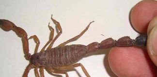Plaga de escorpiones mata a tres personas en Asuán, Egipto