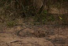 Hallan 65 cuerpos y 5.000 restos humanos dentro de una fosa clandestina en México