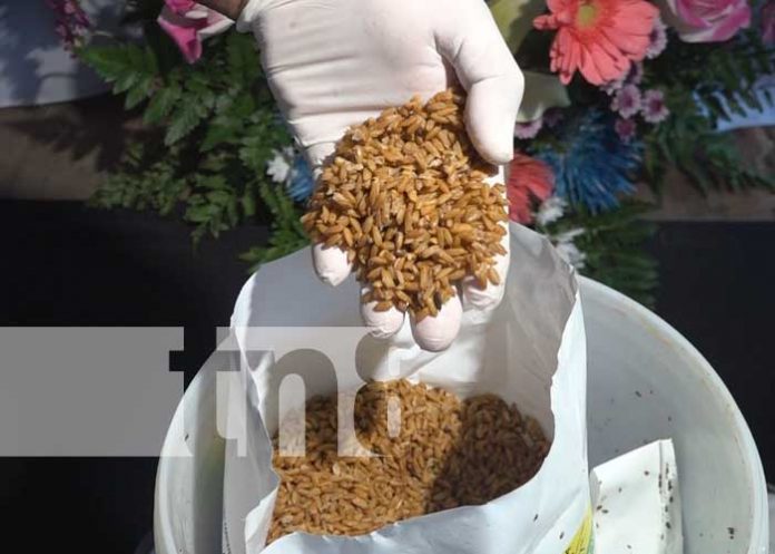 ornada de desratización en Rivas