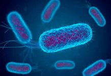 Confirman brote de la bacteria shigella en San Diego, California Confirman brote de la bacteria shigella en San Diego, California