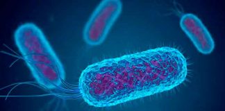 Confirman brote de la bacteria shigella en San Diego, California