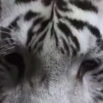 Tigres de bengala que nacieron en el Zoológico Nacional de Nicaragua