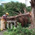 Rama que se desprendió de un árbol cae sobre una motociclista en Jinotepe Las fuertes ráfagas de vientos provocaron que la rama de un árbol cayera sobre la vía en la carretera que conduce de Jinotepe hacia San Marcos