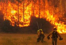 Los incendios forestales a nivel global marcan récord de carbono emisiones