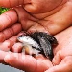 Promueven crianza de peces en estanques en Jalapa