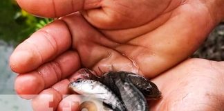 Promueven crianza de peces en estanques en Jalapa